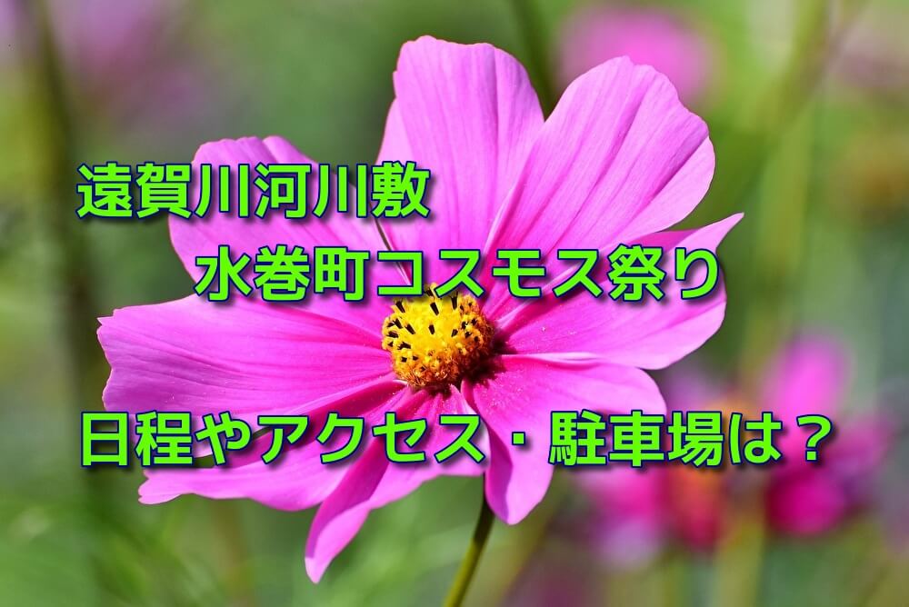 遠賀川河川敷の水巻町コスモス祭り19の日程やアクセス 駐車場は おでかけスポット見つけた
